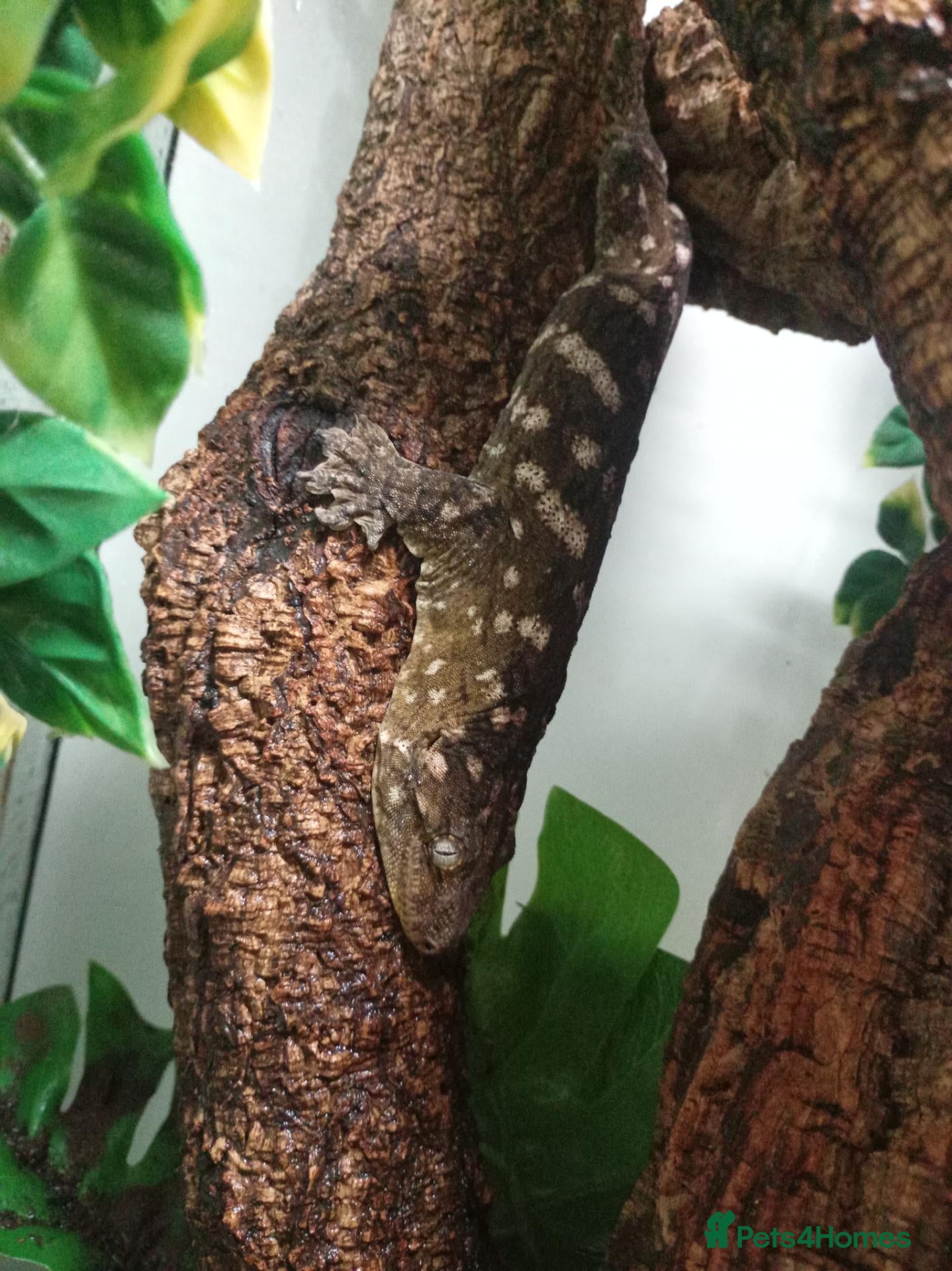Gecko reptiles Amazing female leachie with setup for sale - Advert 1