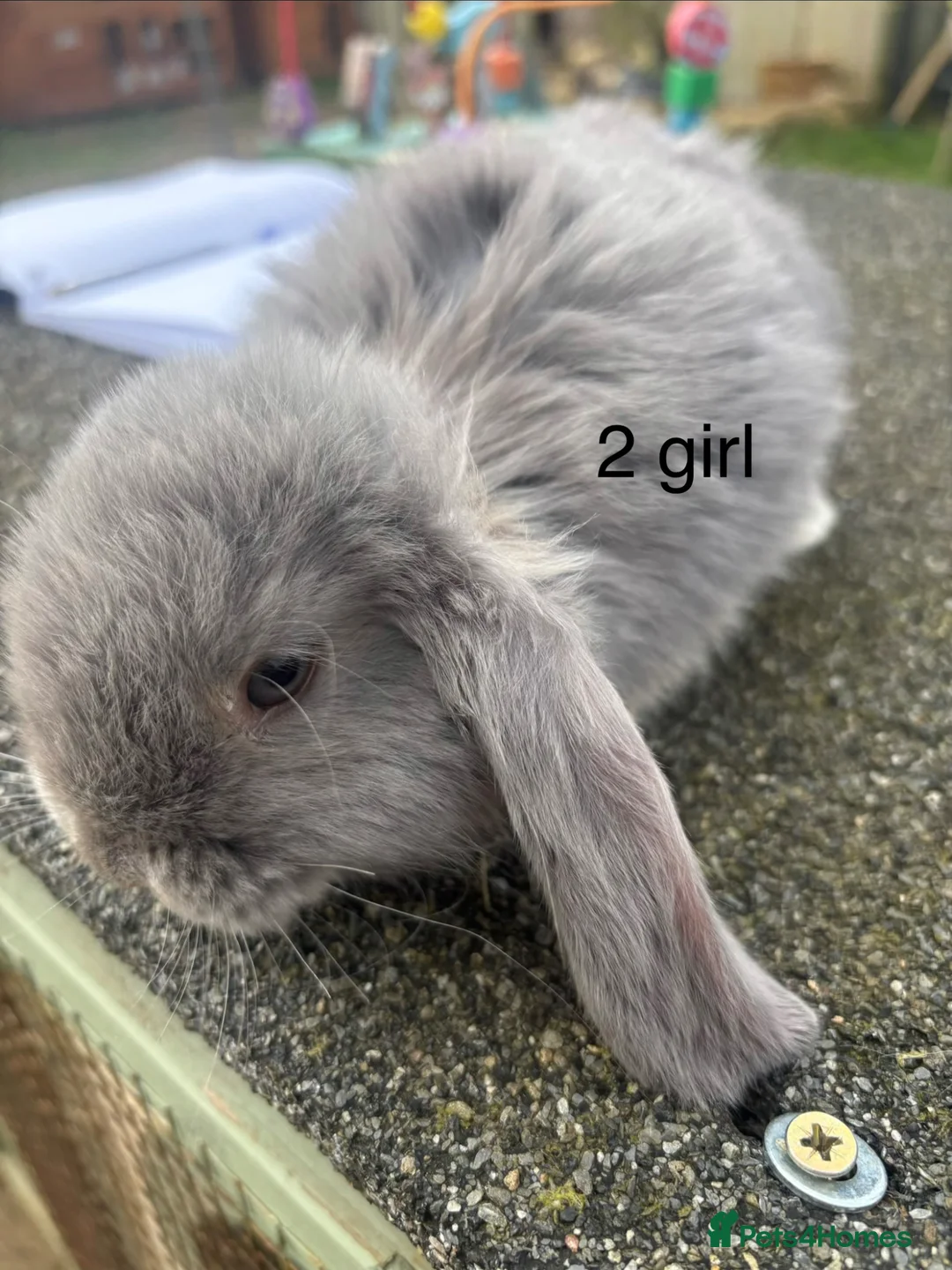 French Lop rabbits for sale: French lops - Advert 2