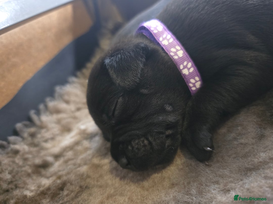 Staffordshire Bull Terrier dogs for sale: Kc registered Staffordshire bullterrier  - Advert 23