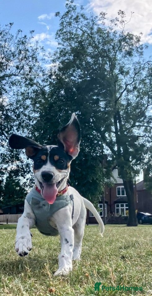 Mixed Breed dogs Jack Russell cross breed  - Advert 7