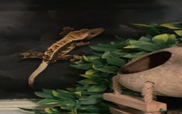 Gecko reptiles for sale: Created gecko  - Image 8