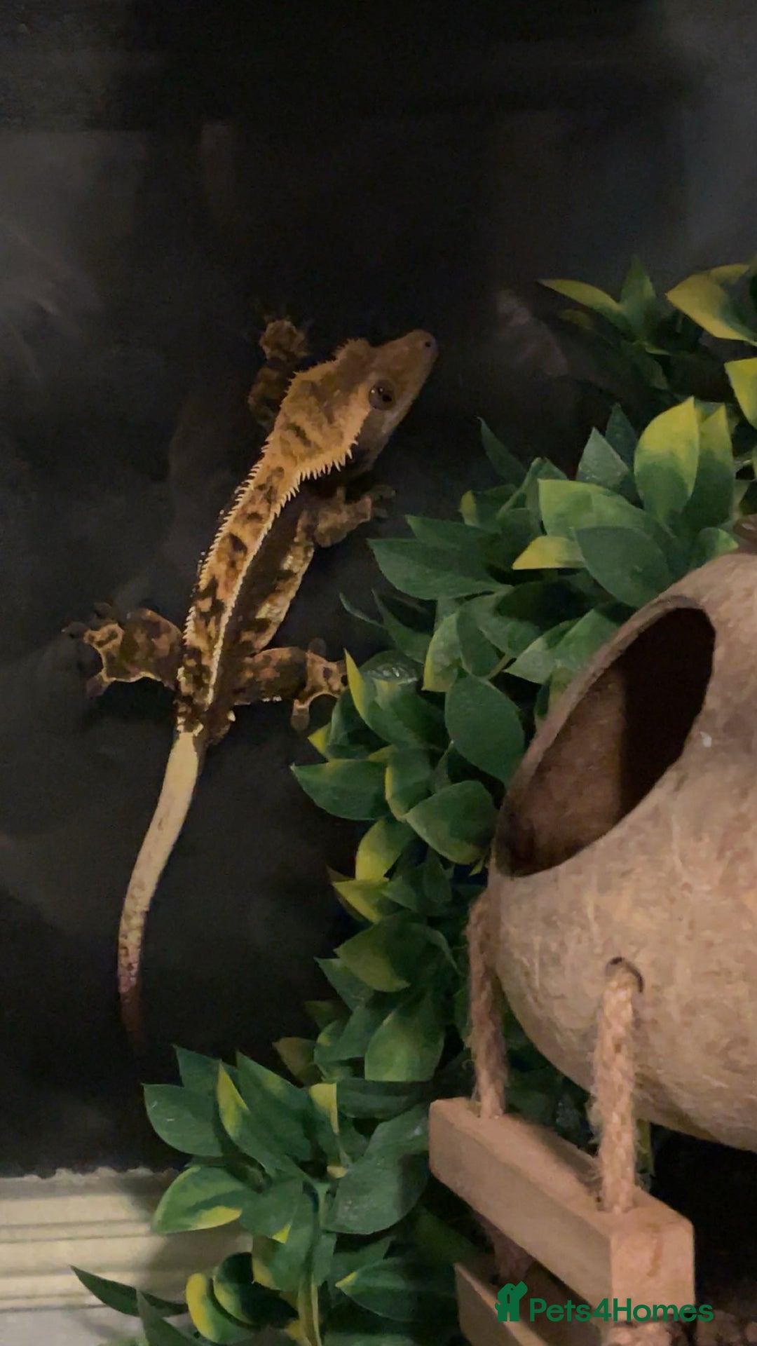 Gecko reptiles for sale: Created gecko  - Image 8