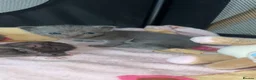 British Shorthair cats for sale: Chocolate British Short Hair Kittens - Advert 13
