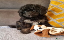 Cockapoo dogs for sale: Fully Vaccinated, Adorable small Cockapoo puppies - Image 16