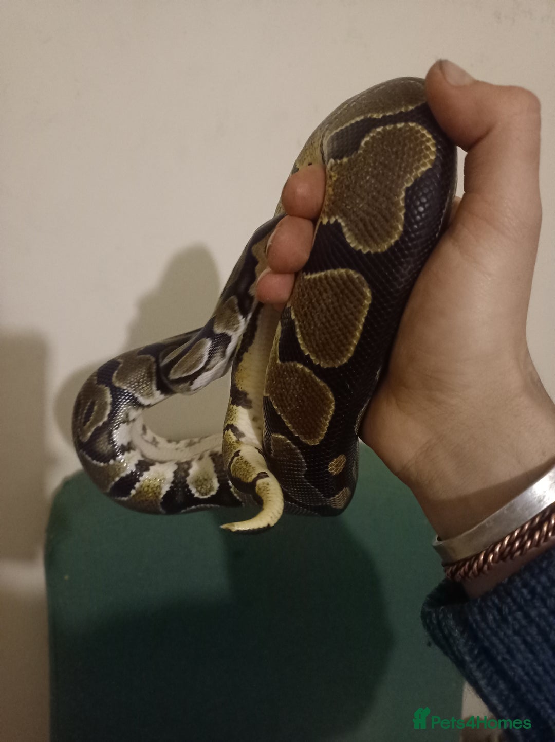 Python Snake reptiles for sale: Beautiful royal python for rehoming - Image 2