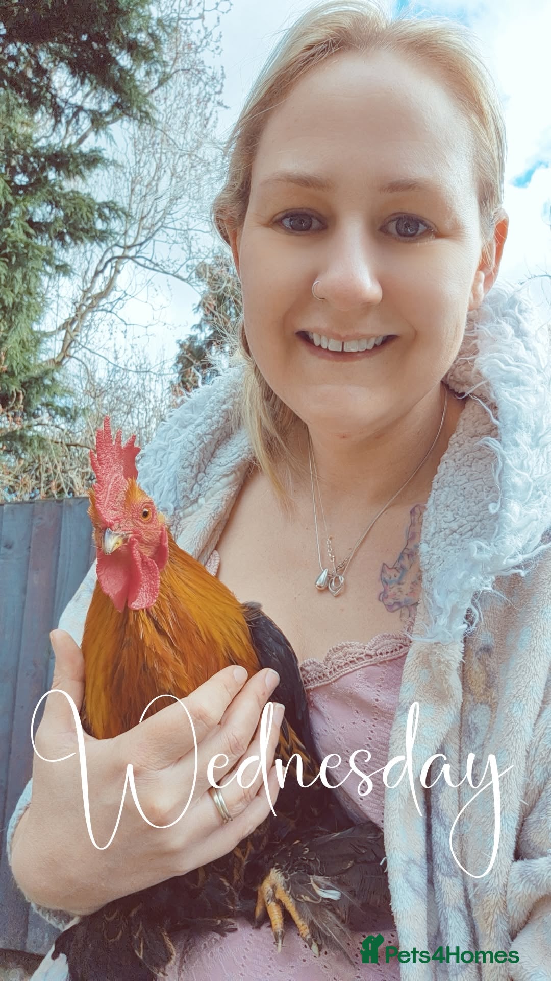 Mixed Breed birds Rocky - Advert 6