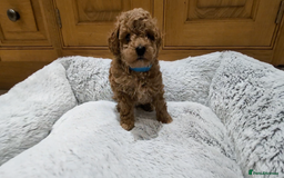 Toy Poodle dogs for sale: 🐩 Home-Raised KC Toy Poodles – 3 Boys Available - Image 4