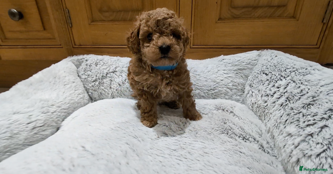 Toy Poodle dogs for sale: 🐩 Home-Raised KC Toy Poodles – 3 Boys Available - Image 4
