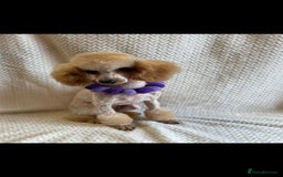 Toy Poodle dogs for sale: Beautiful toy poodle girls - Image 4
