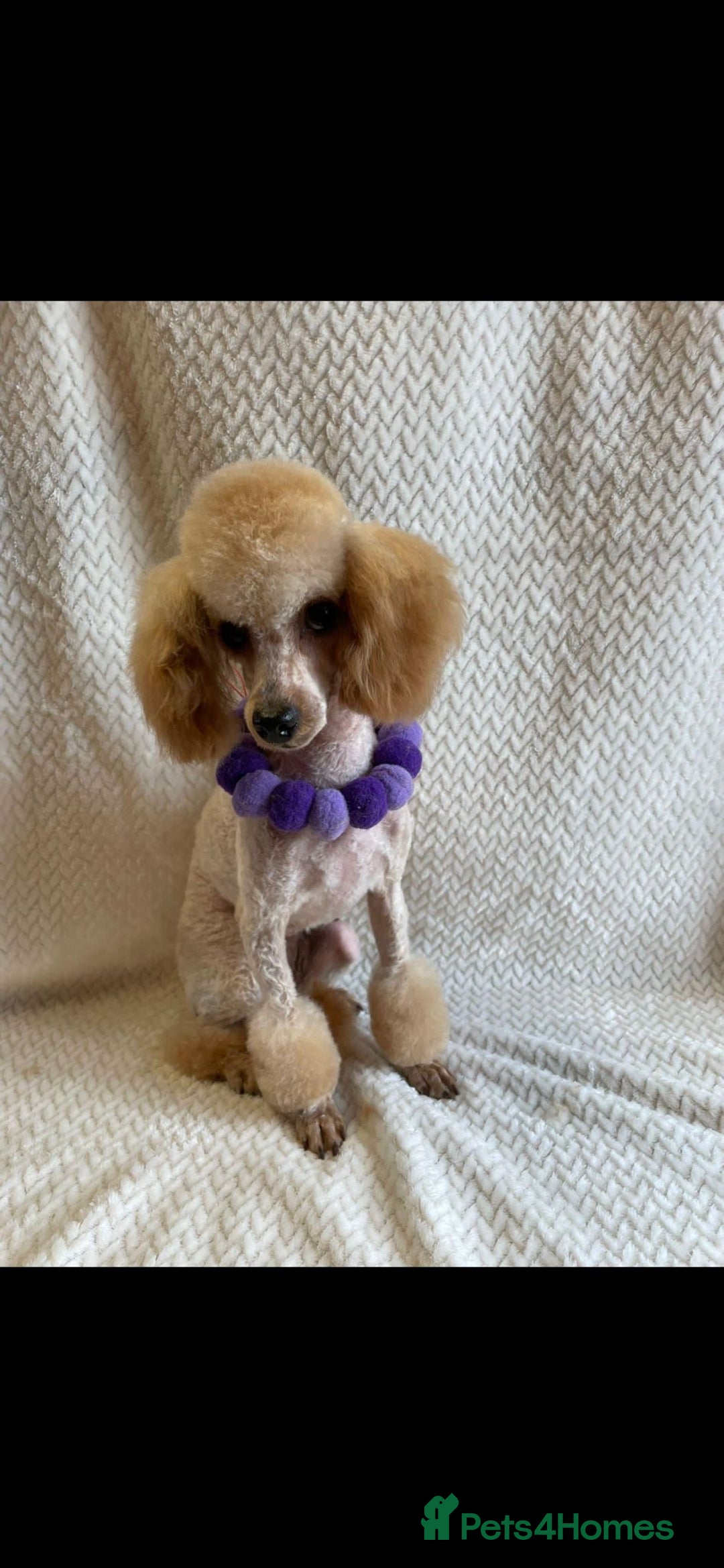 Toy Poodle dogs for sale: Beautiful toy poodle girls - Image 4