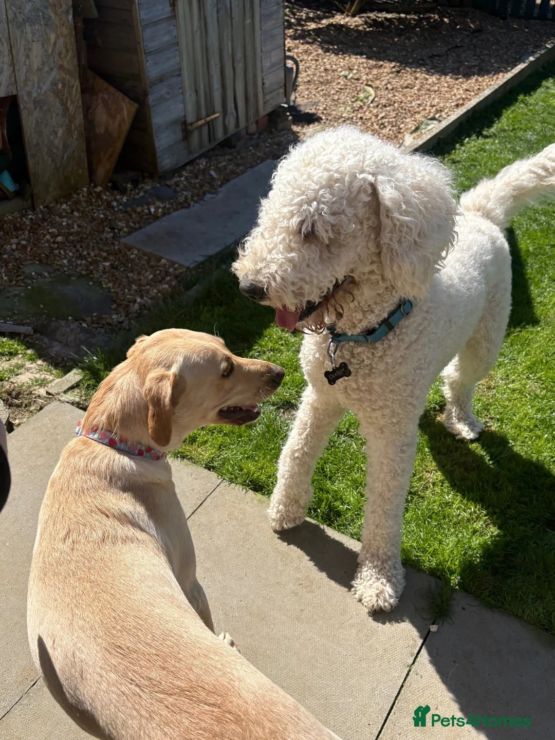 Labradoodle dogs for sale: Ready to go Labradoodle pups!  - Advert 2