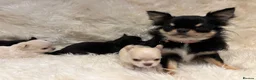 Chihuahua dogs for sale: 🐾 TINY KC registered Chihuahua puppies 🐾 - Advert 9