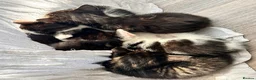 Bombay cats for sale: Beautiful Kittens Ready for Loving Homes - Advert 14