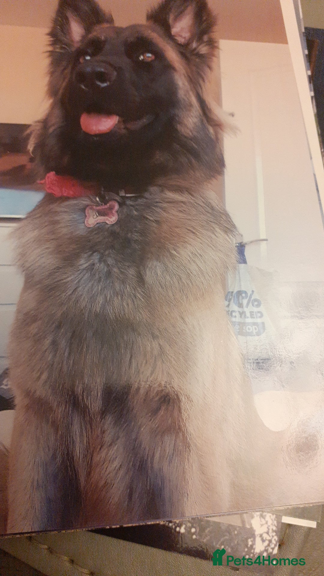 German Shepherd dogs for sale: Pure bred gsd - Image 1