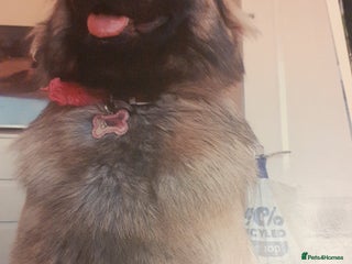 German Shepherd dogs Pure bred gsd - Advert 2