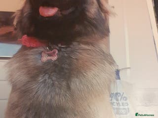 German Shepherd dogs Pure bred gsd - Advert 8