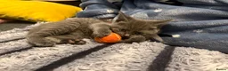 Mixed Breed cats for sale: One grey kitten left  - Advert 5