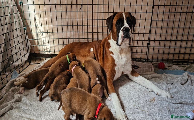 Boxer dogs - Advert 2