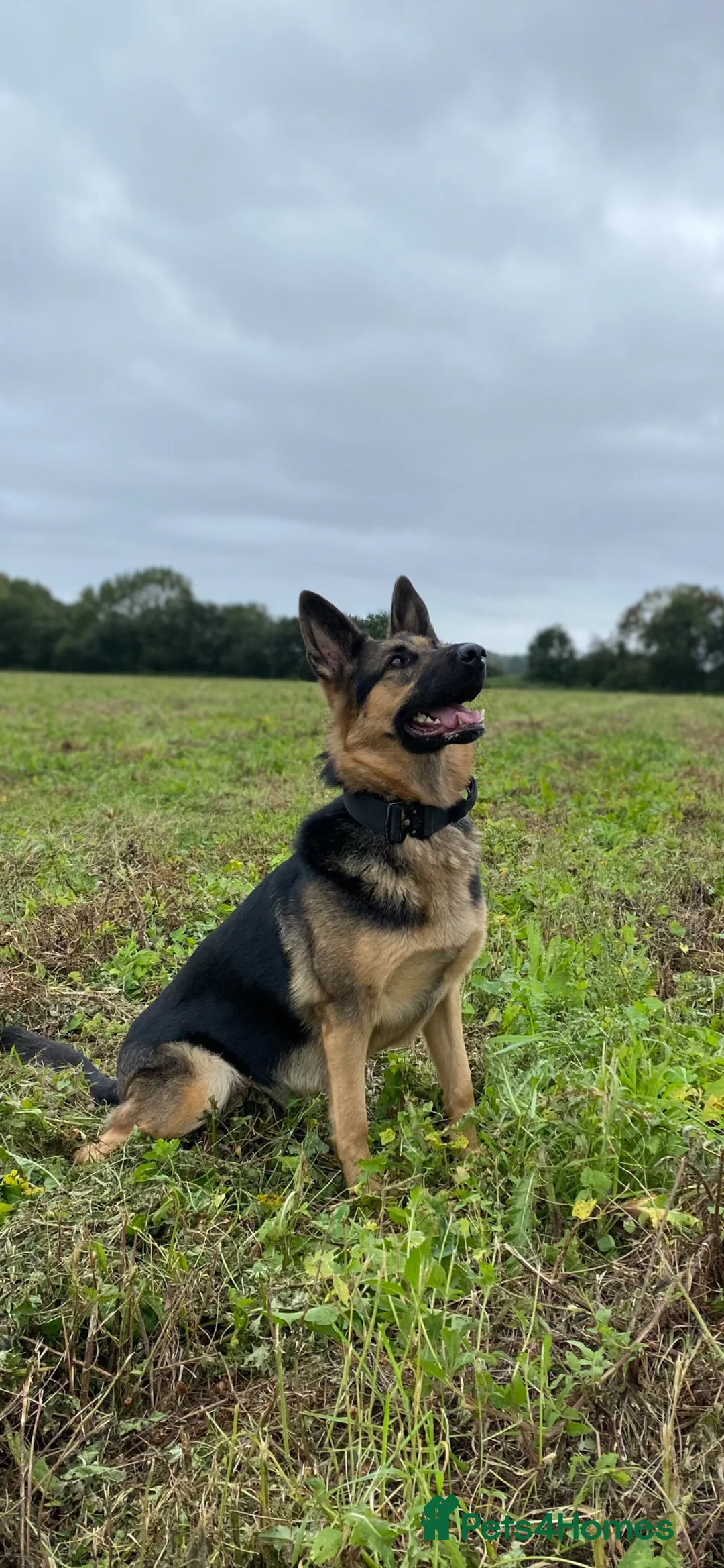 German Shepherd dogs for sale: German shepherd pup - Advert 4