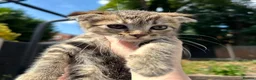 Mixed Breed cats for sale: 3 Beautiful Female Scottish Fold × Tabby Kittens  - Advert 2