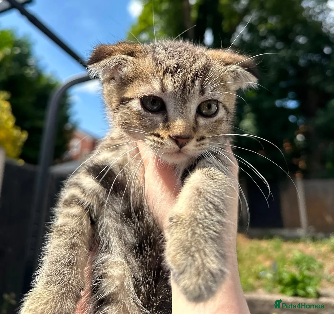 Mixed Breed cats for sale: 3 Beautiful Female Scottish Fold × Tabby Kittens  - Advert 2