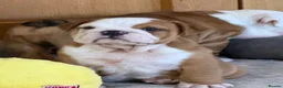 English Bulldog dogs for sale: Ch Sired Bulldog Puppies  - Advert 5