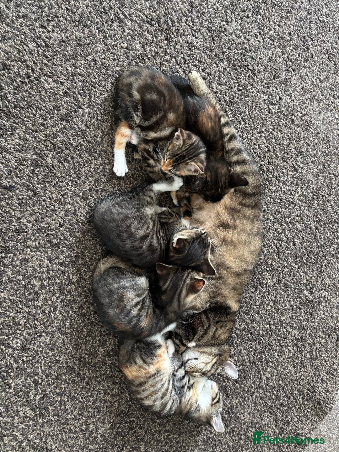British Shorthair cats for sale: Miss noor - Image 2