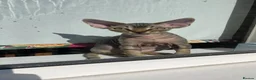 Devon Rex cats for sale: Two Devon Rex boys - Advert 7