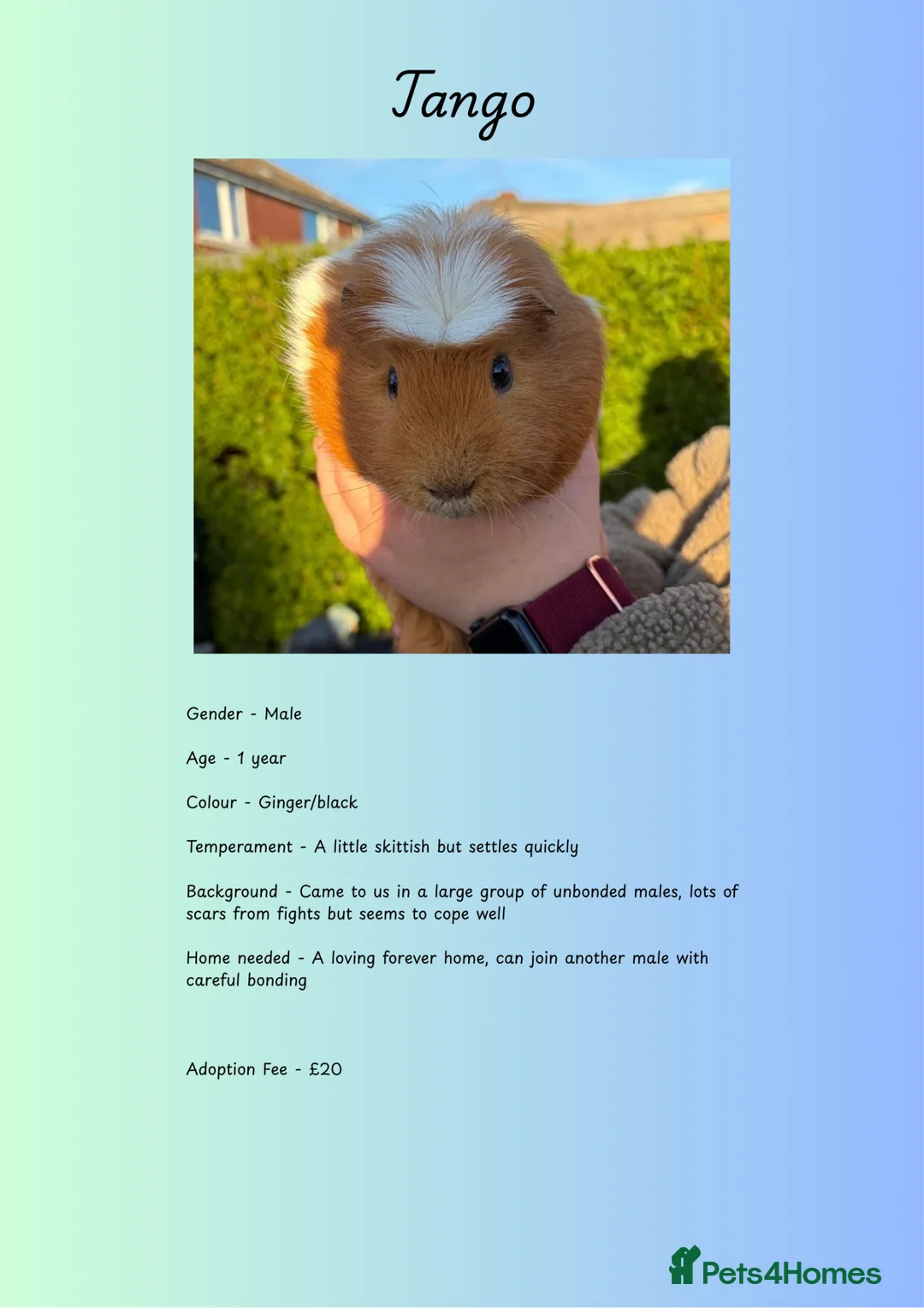 Guinea Pig rodents for sale: Male Piggies Up For Adoption  - Advert 2