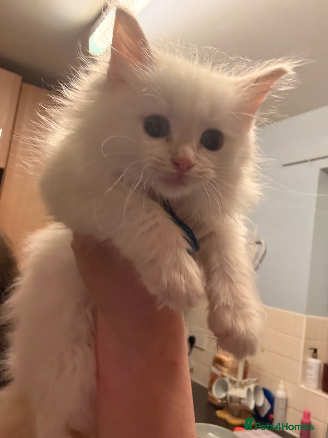 Ragdoll cats for sale: Flame point Ragdolls  - Advert 2