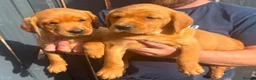 Goldador dogs for sale: Health Tested Goldador Puppies - Advert 1