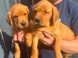 Goldador dogs for sale: Health Tested Goldador Puppies - Advert 1