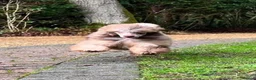 Miniature Poodle dogs for stud: Brown Phantom Merle Mini Poodle health tested in Stockton-on-Tees - Advert 17