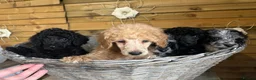 Miniature Poodle dogs for sale: Miniature poodle puppies ready to leave  - Advert 8