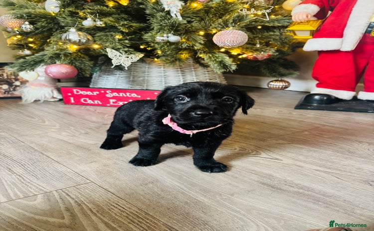 Goldador dogs Labrador x golden retriever puppies  - Advert 4