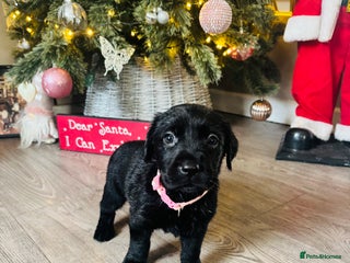 Goldador dogs Labrador x golden retriever puppies - Advert 9