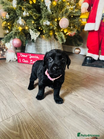 Goldador dogs Labrador x golden retriever puppies - Advert 4