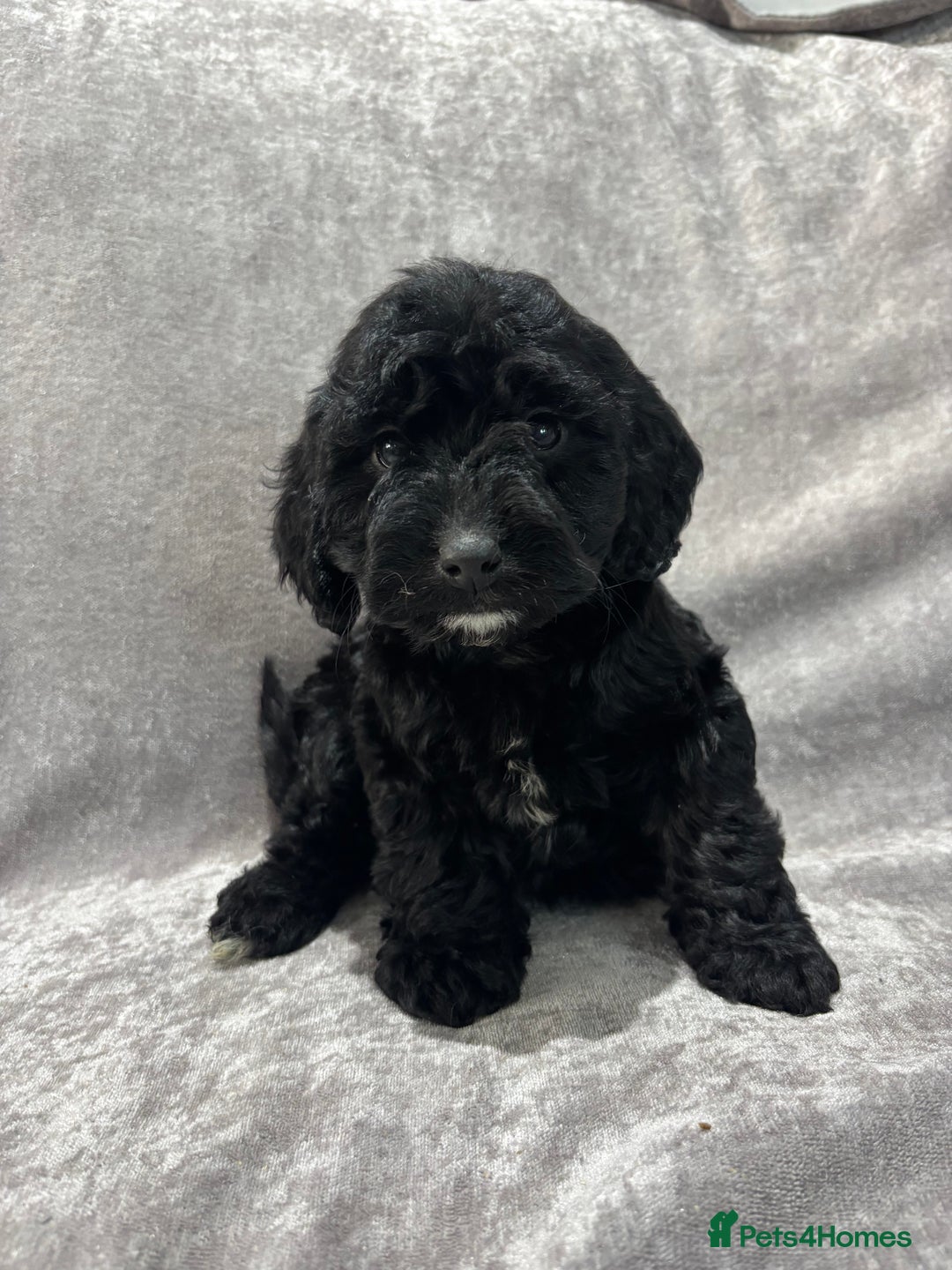 Cockapoo dogs for sale: Gorgeous Cockapoo Puppies  - Advert 38
