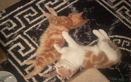 Mixed Breed cats for sale: Looking for forever home - Image 11