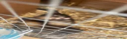 Ferret rodents for sale: 2 female kitts 3months old - Advert 5