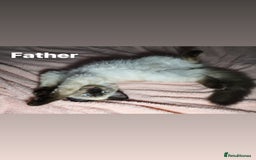 Ragdoll cats for sale: 5 Adorable Ragdoll Kittens🐾 - Image 38