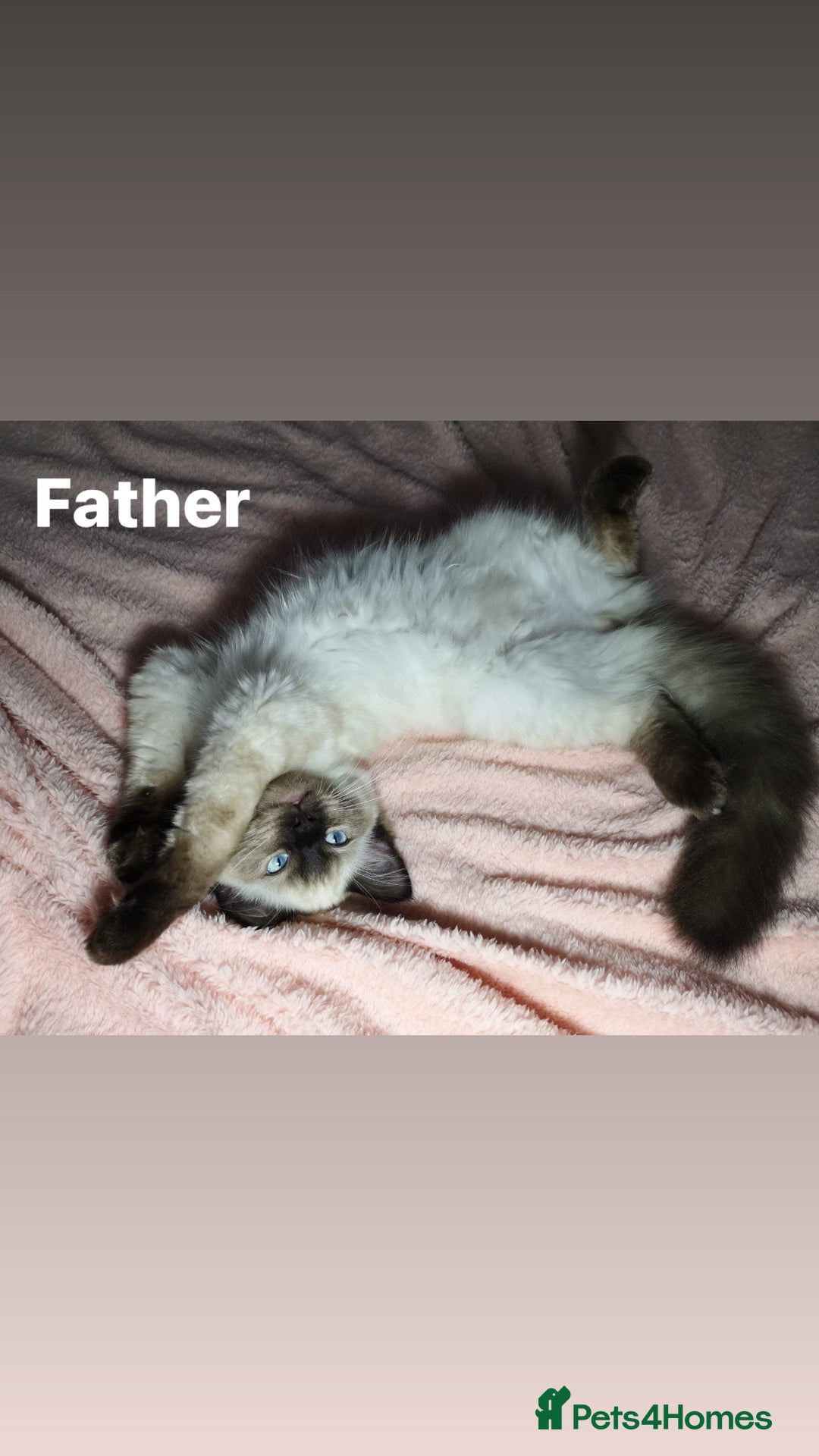 Ragdoll cats for sale: 5 Adorable Ragdoll Kittens🐾 - Image 38