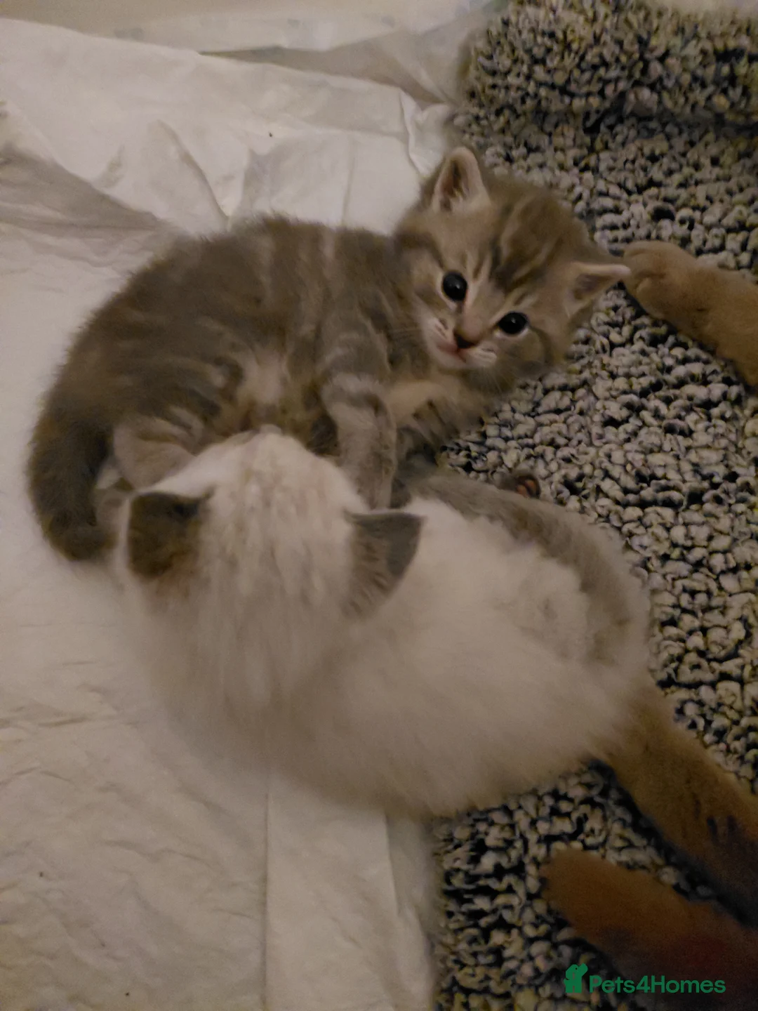 Mixed Breed cats for sale: Ragdoll mix kittens - Advert 13