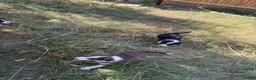Border Collie dogs for sale: Sheepdog puppies - Advert 2