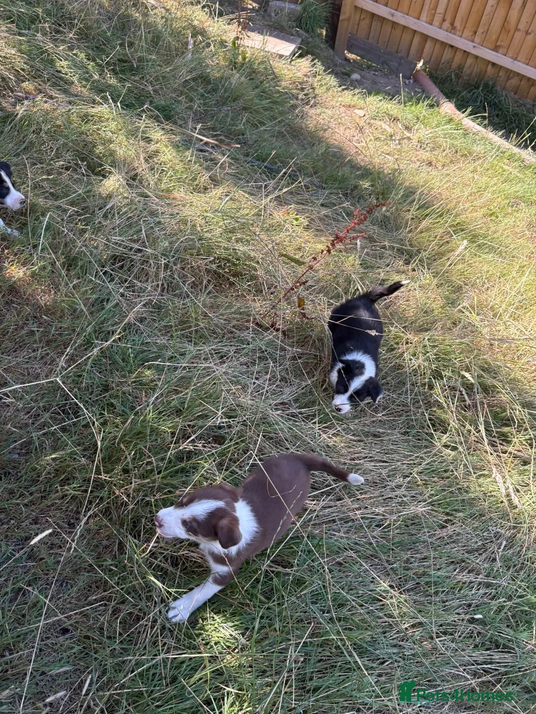 Border Collie dogs for sale: Sheepdog puppies - Advert 2