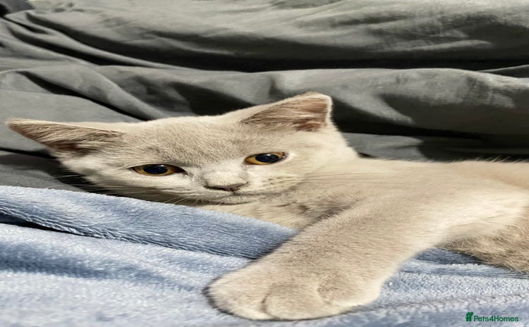 British Shorthair cats - Advert 5