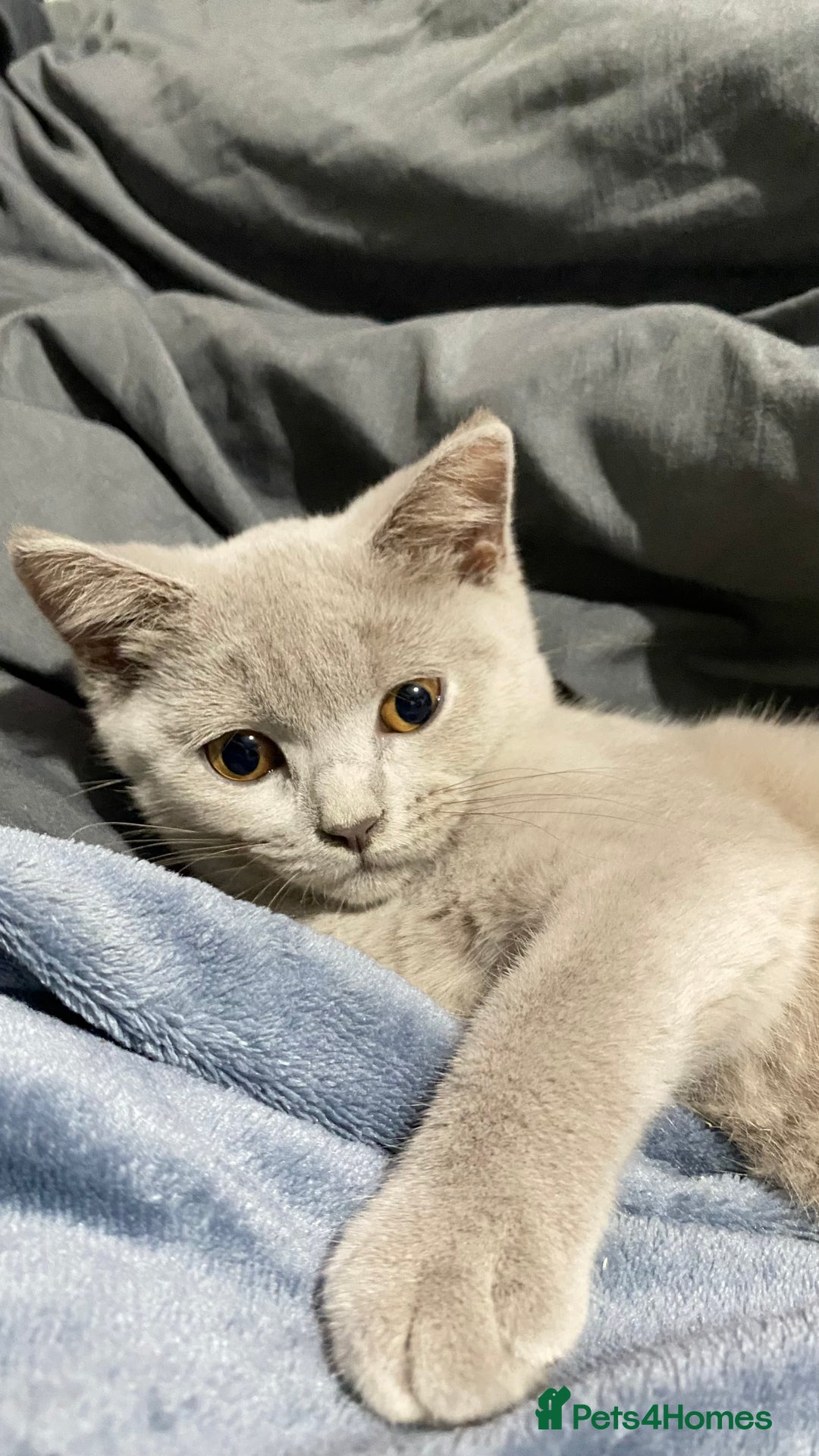 British Shorthair cats for sale: ✨Pure bred  chunky British shorthairs ✨ - Image 1