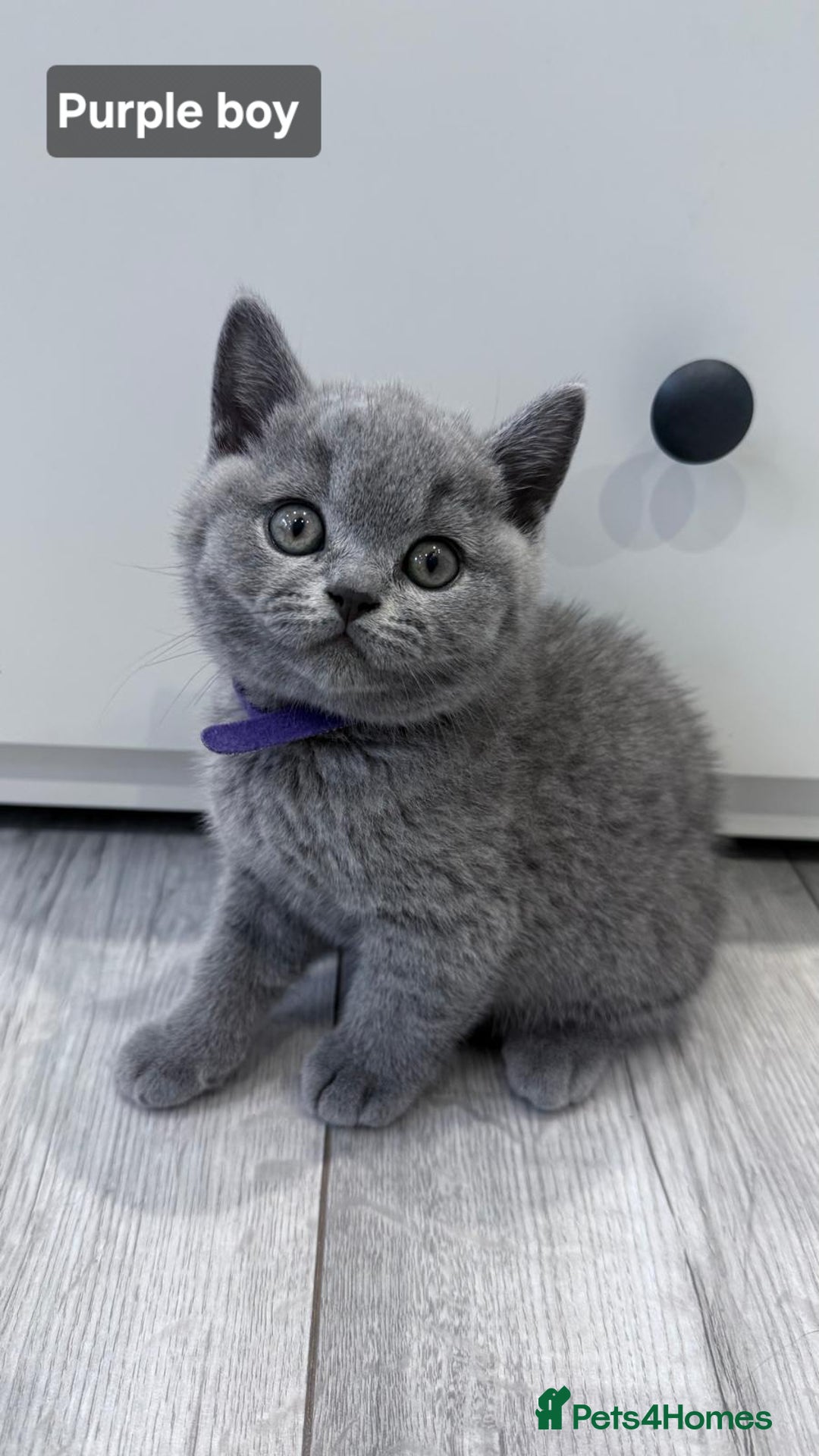 British Shorthair cats for sale: Champion line British Shorthair kittens  - Image 1