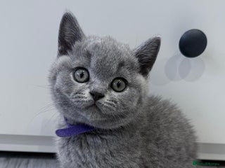 British Shorthair cats - Advert 27