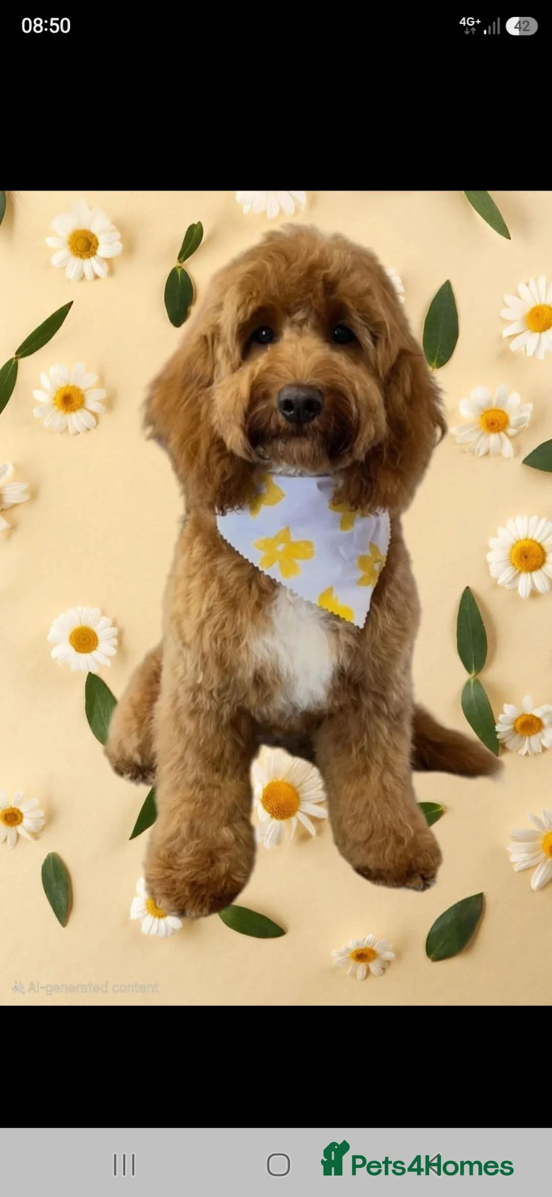 Cockapoo dogs for sale: Female cockapoo - Advert 2